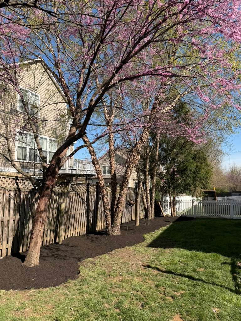 Fresh mulch beds around ornamental trees in Montgomery County, Maryland