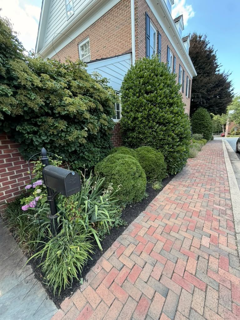 Neatly trimmed boxwood hedges along a brick walkway in Maryland